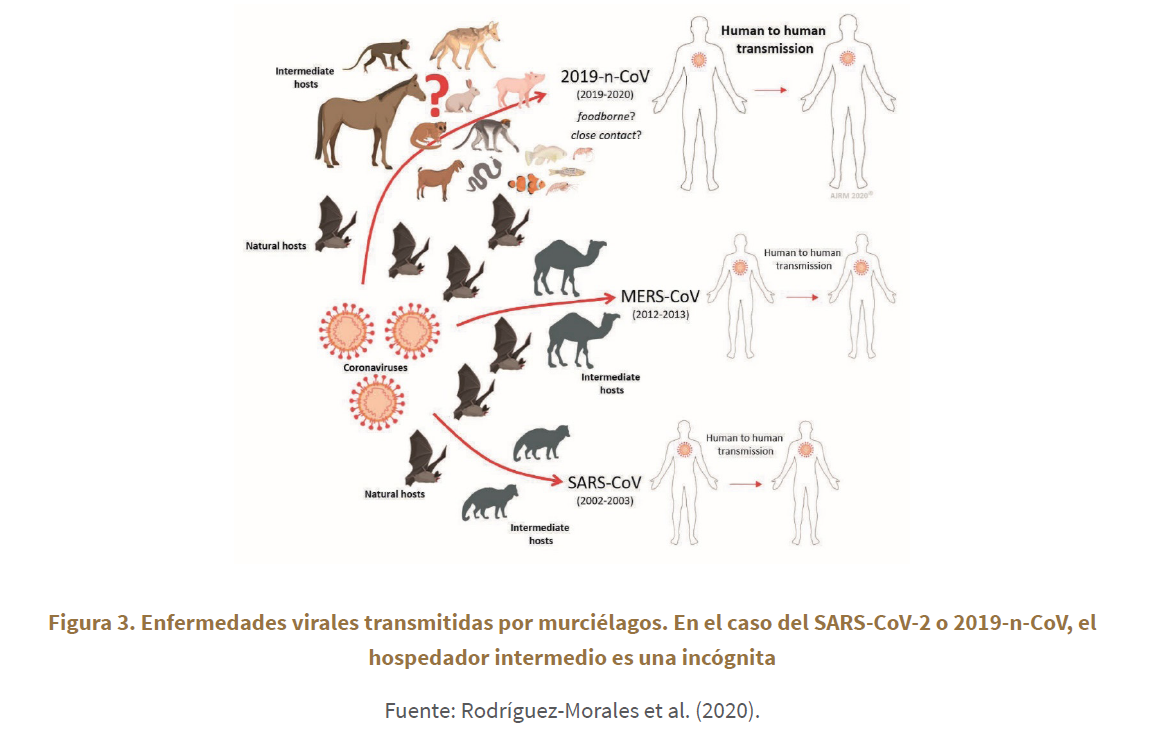 Enfermedades virales transmitidas por murciélagos. En el caso del SARS-CoV-2 o 2019-n-CoV, el hospedador intermedio es una incógnita
