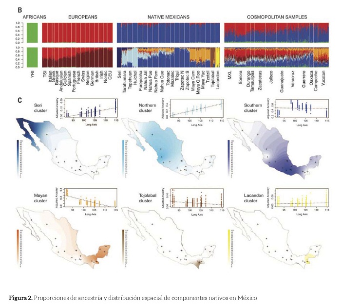 Proporciones de ancestría y distribución espacial de
componentes nativos en México