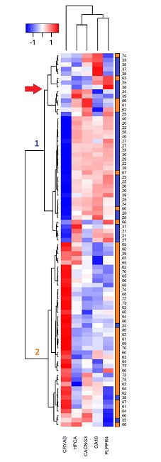 Two-ways heatmap of the hub genes for all
samples